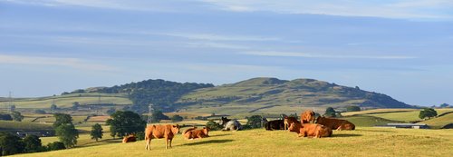 cows  panorama  meadow