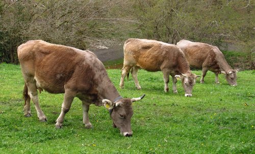 cows  grass  andorra