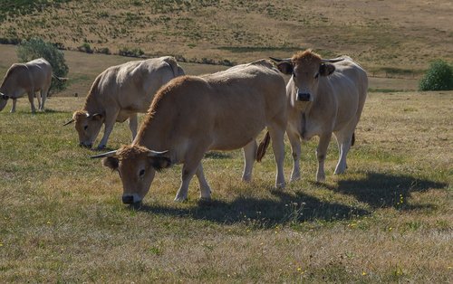 cows  lozère  pasture