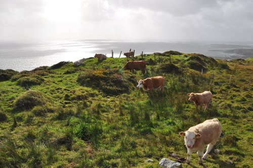 cows  ireland  pasture