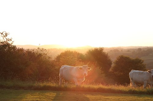 cows  field  cow
