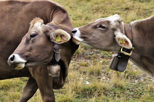 cows  alpine  para