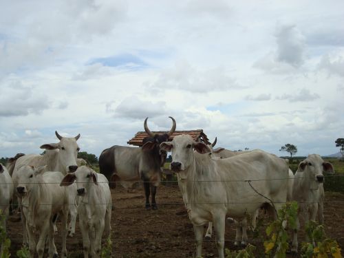 cows farm country