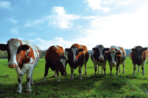 cows  pasture  curious