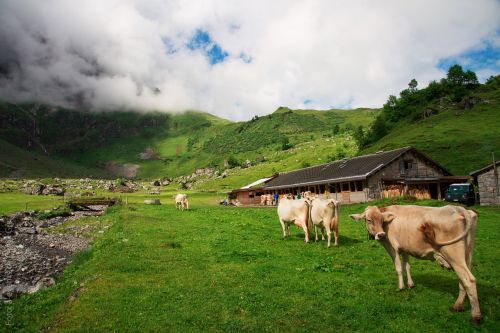 cows switzerland canton of glarus