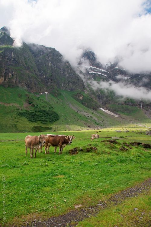 cows alp switzerland