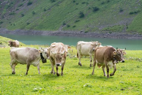cows pasture alpine pasture