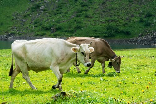 cows pasture brown