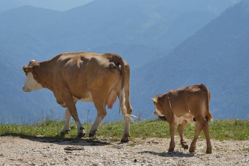 cows  alps  meadow