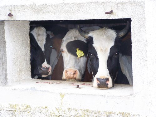 cows  alm  window