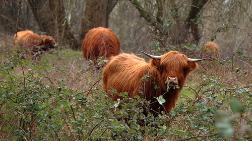 cows  natural  cattle