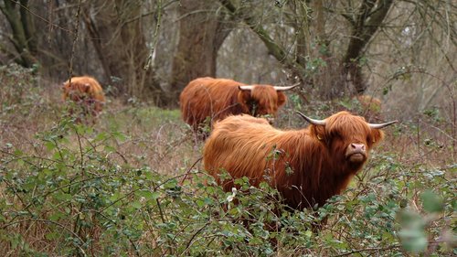 cows  natural  cattle