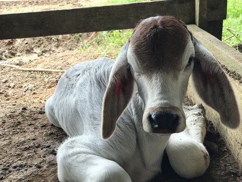 cows  livestock  cow