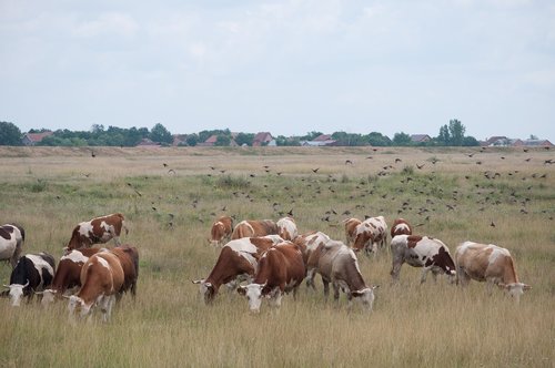 cows  nodes  the village