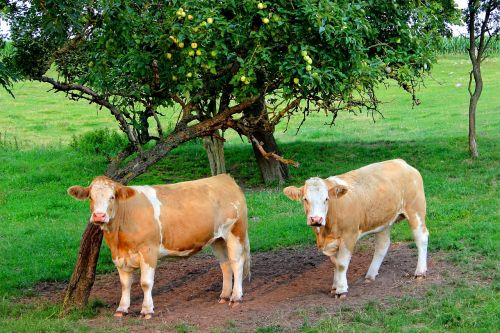 cows cattle pasture