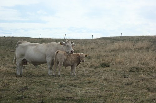 cows  meadows  cow