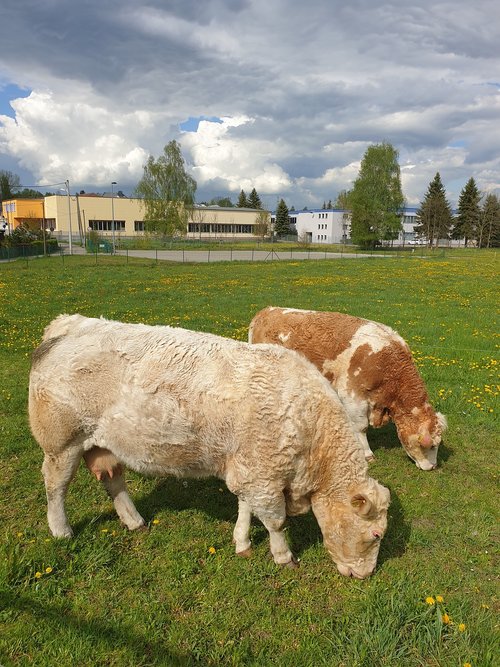 cows  pasture  brown