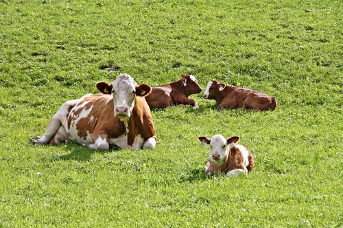 cows  calves  agriculture