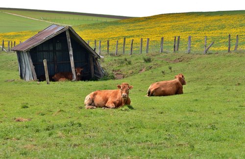 cows  pasture  shed