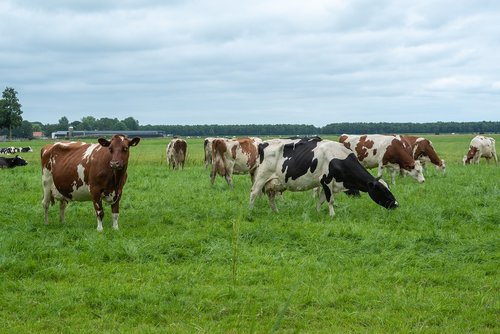 cows  landscape  farm