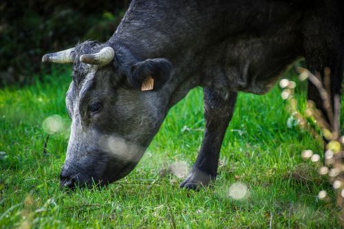 cows cow livestock