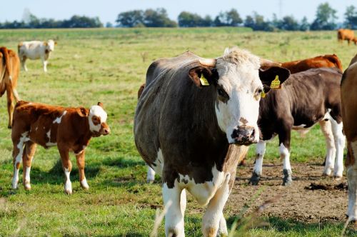cows pasture calves