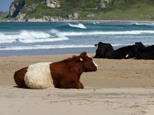 cows beach sea