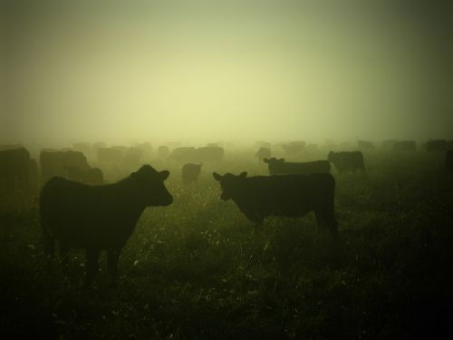 cows cattle farming