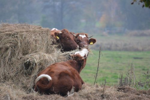 cows cattle animal