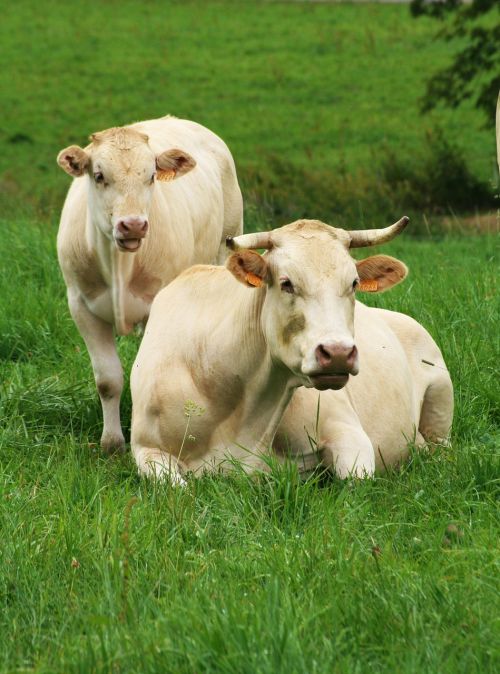 cows aubrac spring