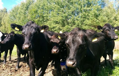 cows pasture summer sweden
