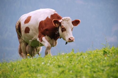 cows meadow south tyrol