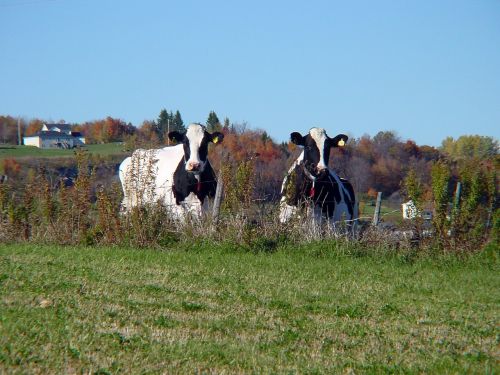 cows vermont farm