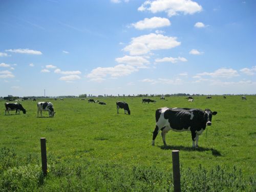 cows east frisia pasture