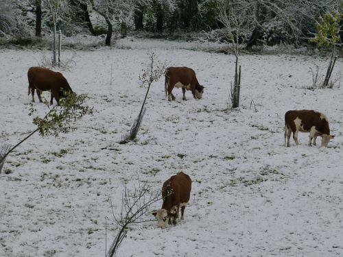 cows pasture winter