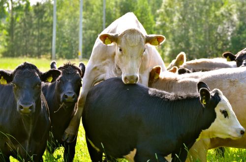 cows summer sweden