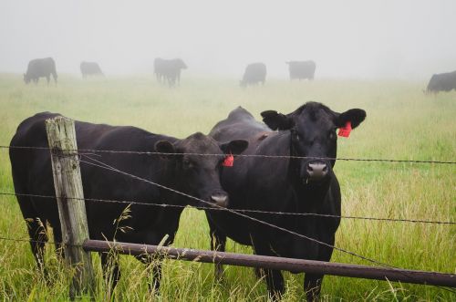 cows animals farm