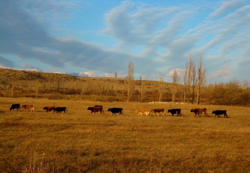 cows animals landscape