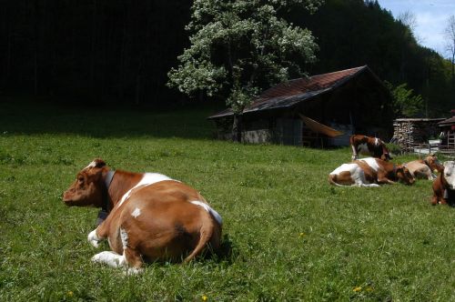 cows switzerland milk