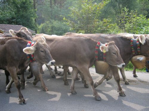 cows allgäu viehscheid