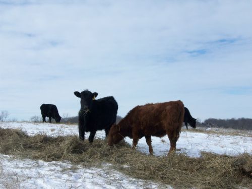 cows farm winter