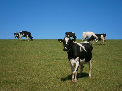 cows field herd