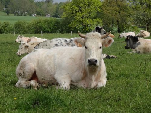 cows ardennes pasture