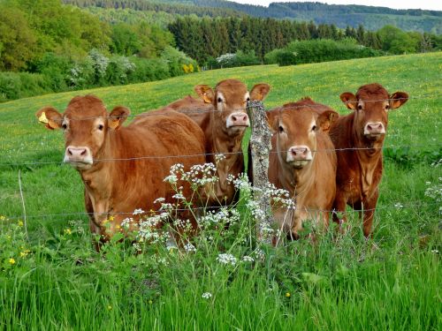 cows pasture nature