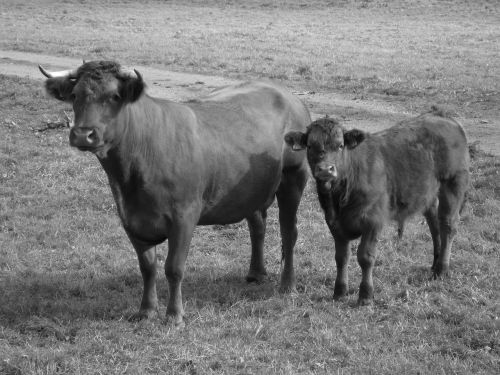 cows bull ruminant