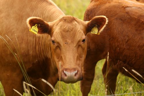 cows animals pasture summer