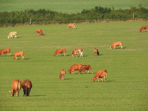 cows pasture graze