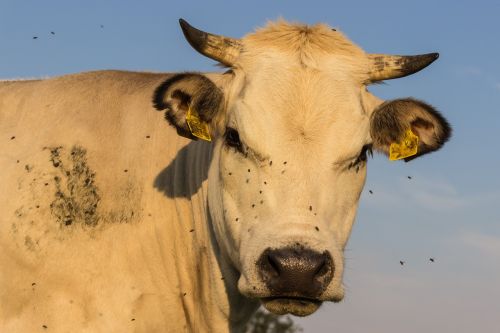 cows cattle pasture