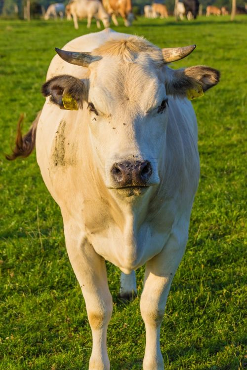 cows cattle pasture