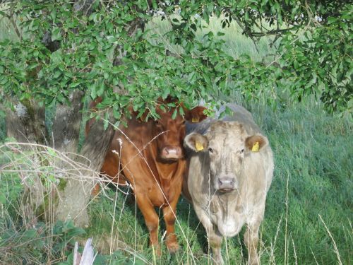 cows nature pasture